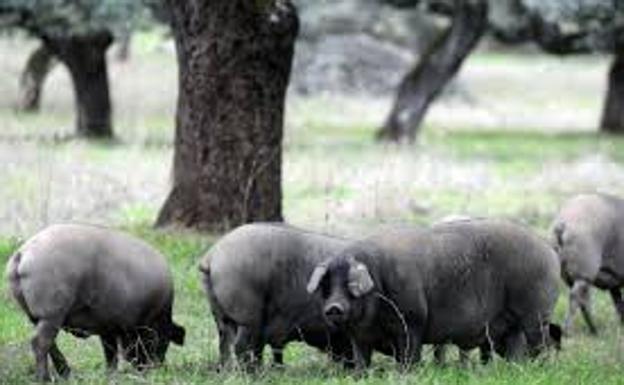 Ganaderos se concentrarán en la Feria de Zafra para reclamar la modificación de la norma del ibérico