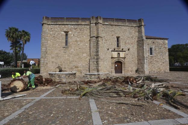 El picudo llega a palmeras de Mérida y obliga a talar una de la Antigua