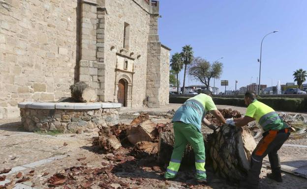 El número de municipios afectados por el picudo rojo se duplica en dos años