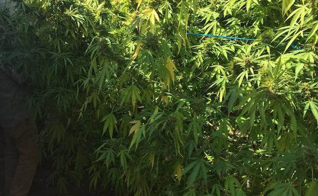 Intervienen 90 kilos de marihuana en cinco operaciones realizadas en la provincia de Cáceres