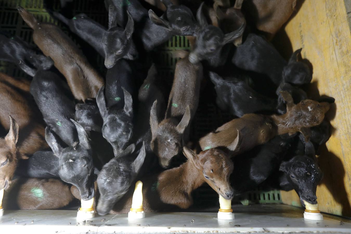 La leche de cabra extremeña alcanza el continente asiático