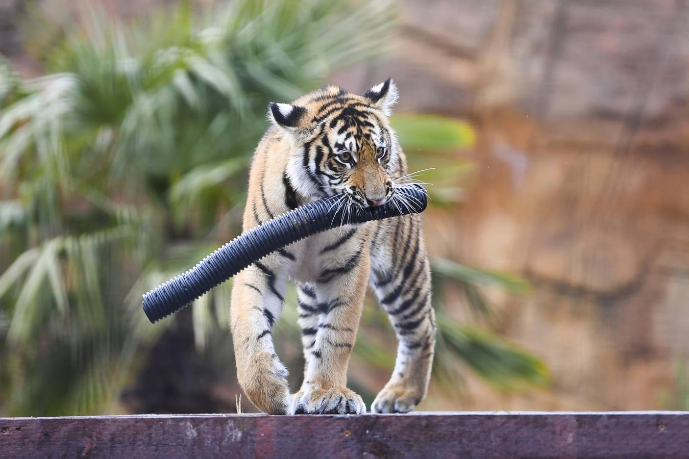 Cachorros de tigre Melati y Mya se mudan al Zoológico Nacional de Canberra
