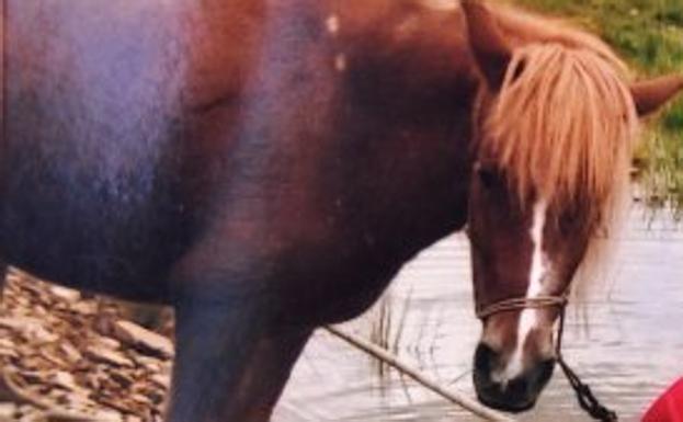 Denunciado un hombre por tener un poni suelto en la avenida Díaz Ambrona de Badajoz