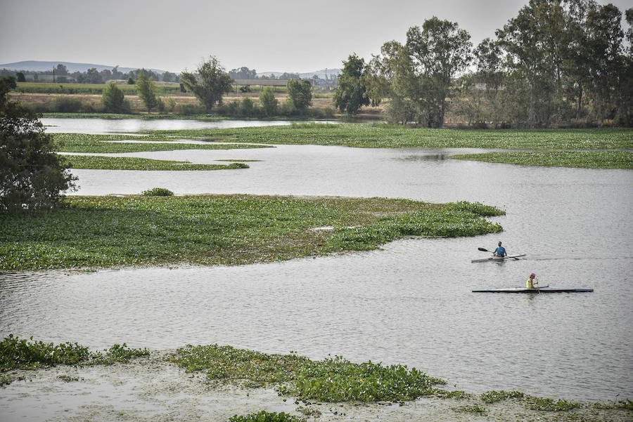 Camalote en el azud del Guadiana en Badajoz