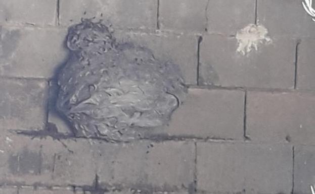 La colmena de avispa aparecida en La Parra no era asiática