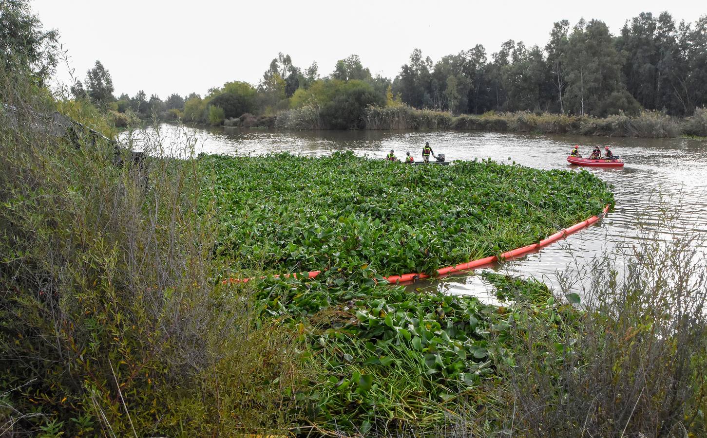 Continúan los trabajos de retirada del camalote en el Guadiana
