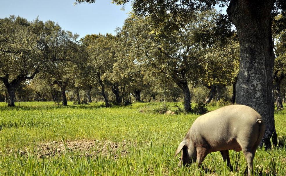 La peste porcina ya no queda tan lejos