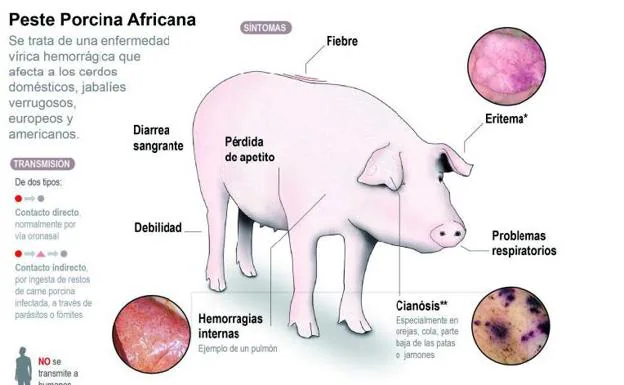Resultado de imagen para peste porcina africana