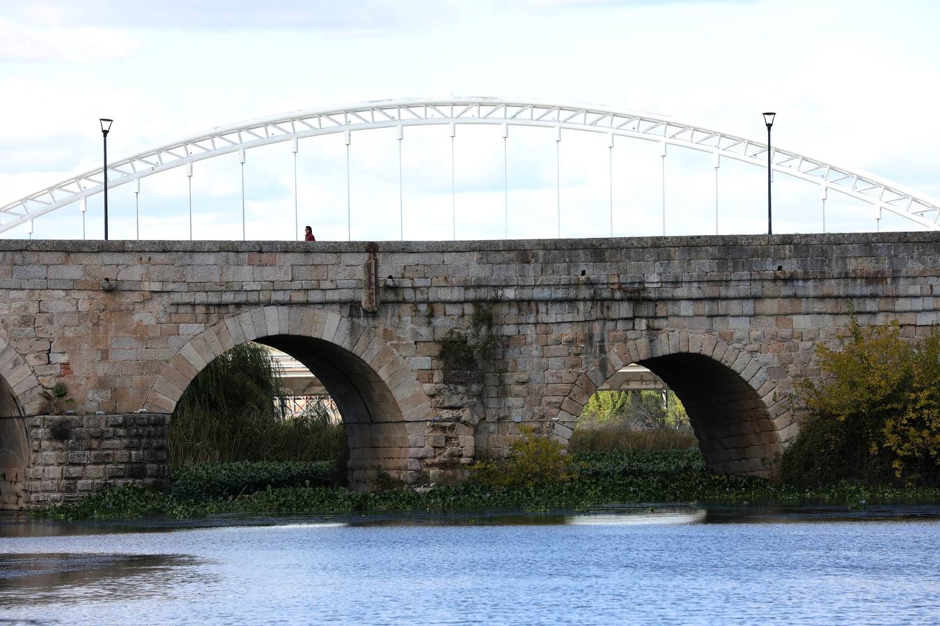 El camalote vuelve al tramo urbano del río en Mérida