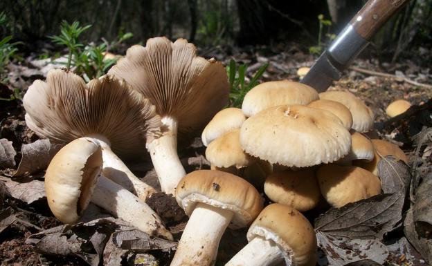 Cuacos de Yuste mostrará el valor gastronómico de los hongos