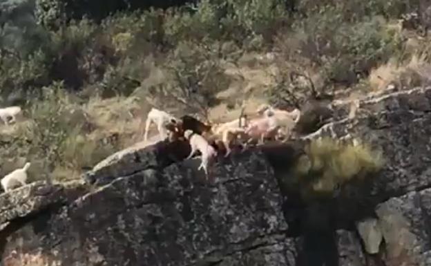 Cazadores y animalistas discrepan del eco de las imágenes de una cacería en la provincia de Cáceres