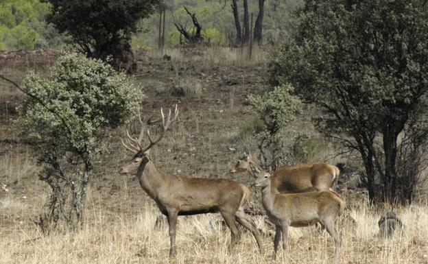 Investigan a un cazador furtivo por abatir ciervos en el Cijara a los que amputó las cuernas y los penes