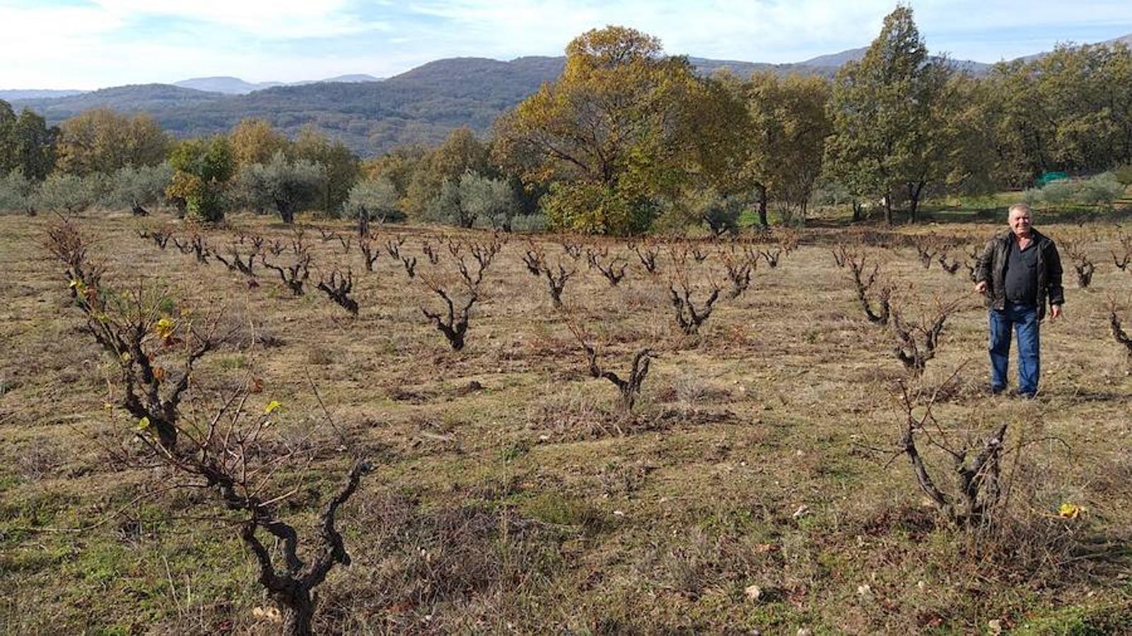 El arte de hacer buen vino de pitarra