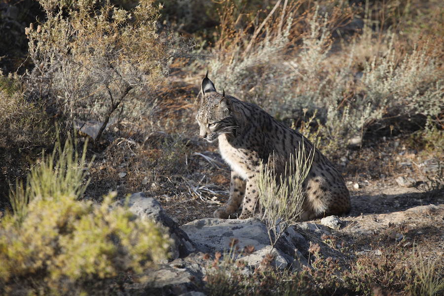 Sacrifican a un lince enfermo del centro de cría de Zarza de Granadilla