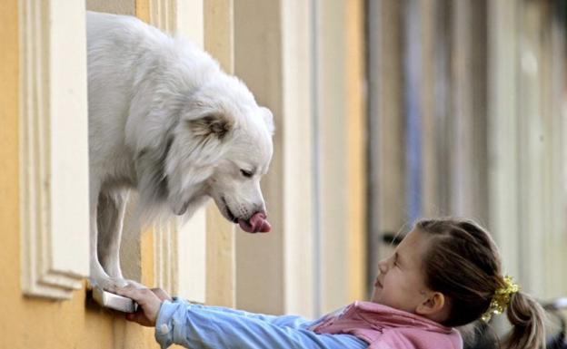 Ser padres, ¿de perro o de niño?