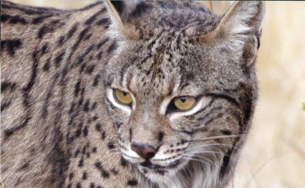 Muere atropellado en Portugal un lince criado en Extremadura