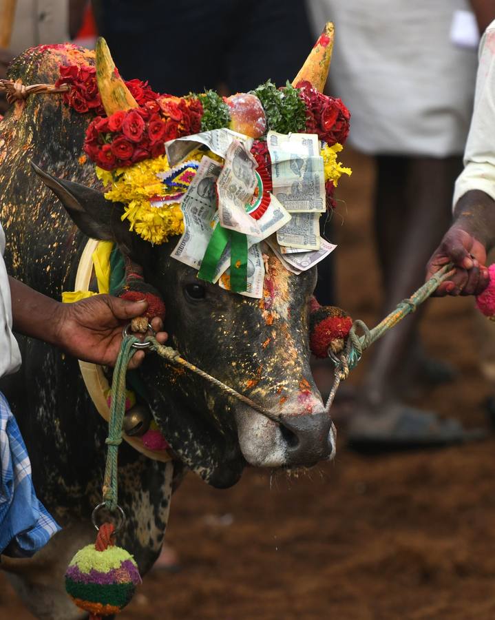 'Jallikattu' la fiesta tradicional del toro hindú