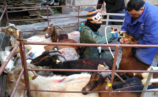 La Diputación de Cáceres compra el último rebaño de cabras jurdanas para su reproducción y mejora genética