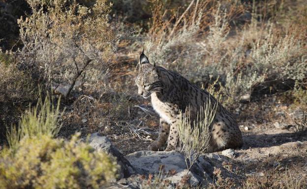 Comienza la temporada reproductora del lince ibérico en Zarza de Granadilla