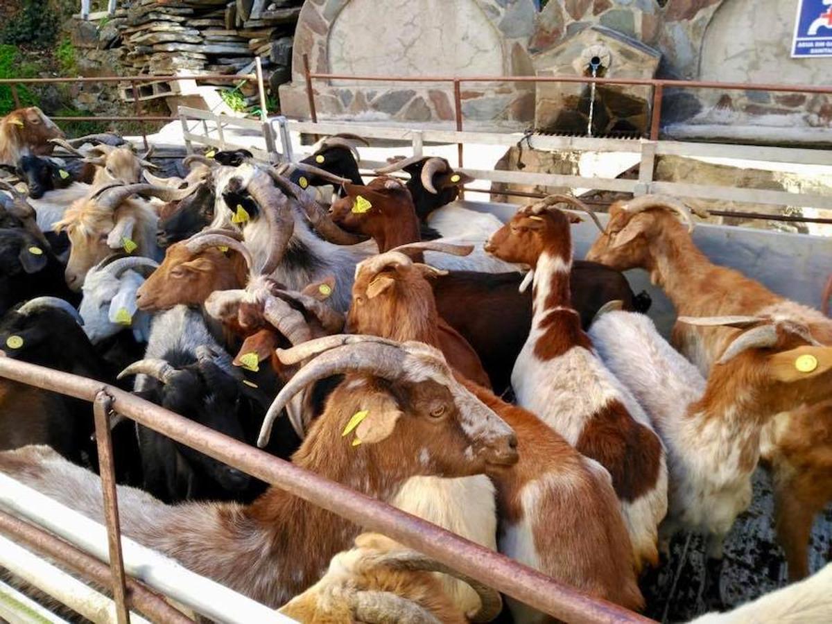 La Diputación de Cáceres compra el último rebaño de cabras jurdanas