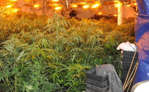 Detienen a dos jóvenes por cultivar cerca de 700 plantas de marihuana en una nave de Mérida
