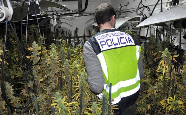 Cuatro detenidos por cultivar marihuana en una finca entre Valverde de Mérida y la capital autonómica