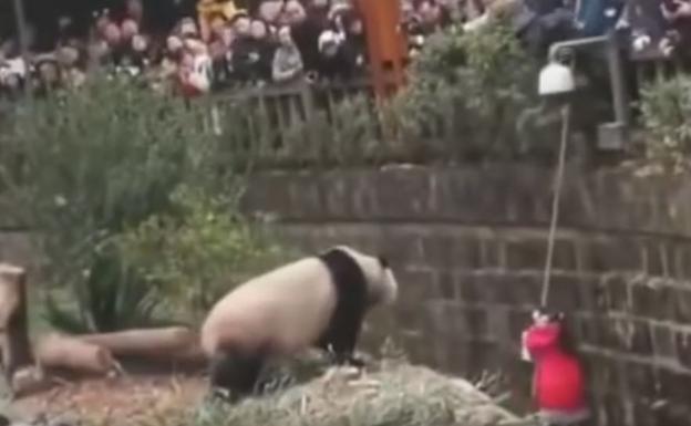 Caída a la casa de los pandas