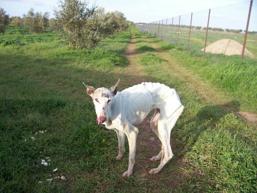 Imagenes de opciones binarias osos toros