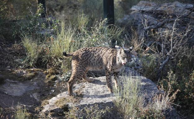 Madroña inaugura temporada la de nacimientos de lince con tres cachorros
