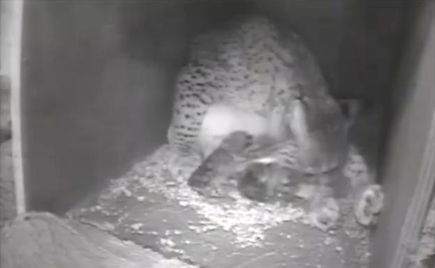 'Haima' pare cuatro cachorros de lince en Zarza de Granadilla