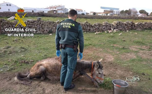 Investigan a un hombre por dejar morir a un potro en Santa Ana