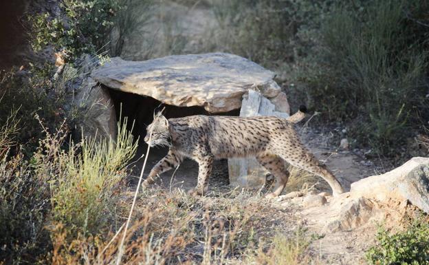 Liberados dos linces en la zona del Matachel y un tercero cerca del río Ortiga