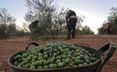 Más de 70 profesionales se dan cita en la Feria del Olivar y del Aceite Ecológico de Almendral