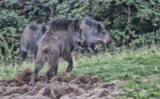 El Gobierno y las comunidades se unen para luchar contra la superpoblación de jabalíes