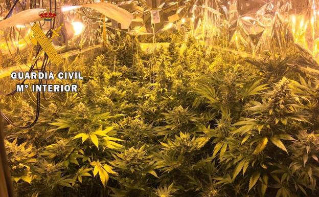 Detienen a seis personas y desmantelan tres plantaciones de marihuana en la provincia de Cáceres