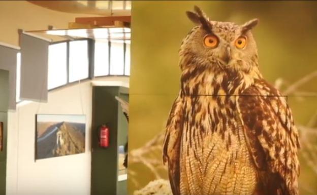El Birdcenter de Monfragüe celebra este sábado su primera 'noche de aves'