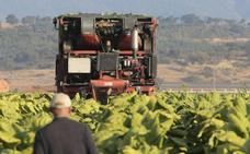 Altadis mantendrá en 8.500 toneladas el volumen de compra de tabaco extremeño