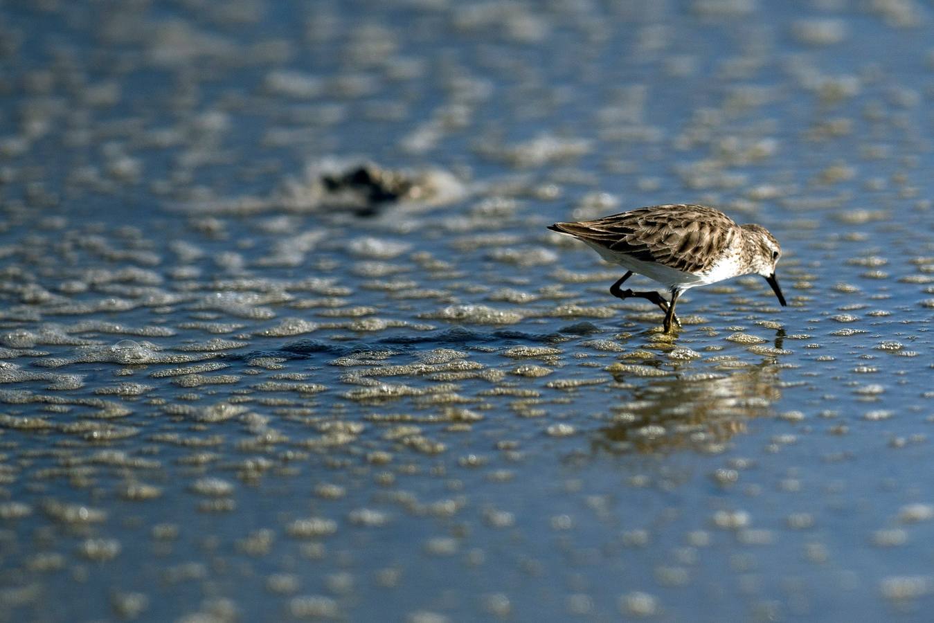 Especies de aves en peligro de extinción en el Lago Salton