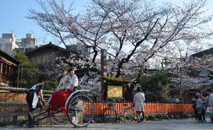 Primavera en Japón, el país se tiñe de rosa con la floración del 'sakura'