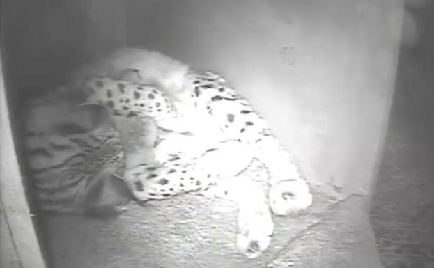 Kolia y Narina paren cuatro cachorros de lince en el Centro de Granadilla