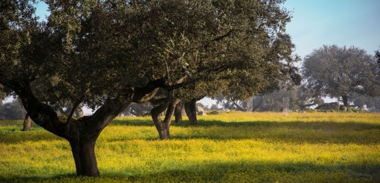Soluciones para que Extremadura no se desangre