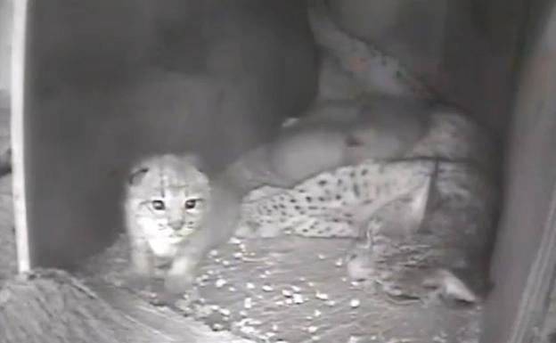 Jarilla pare tres cachorros de lince ibérico en el centro de Zarza de Granadilla