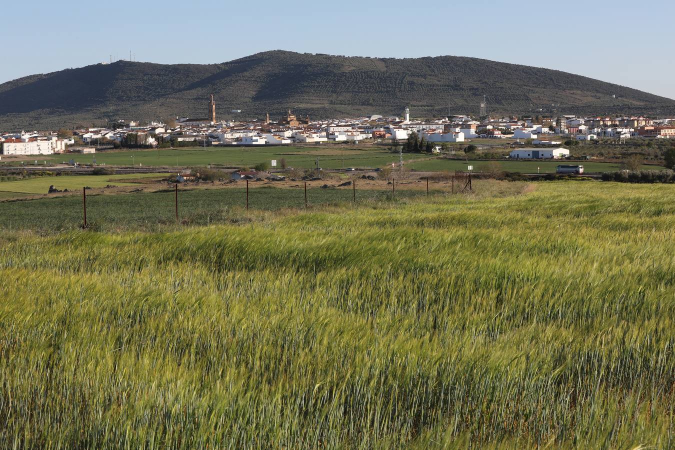 El cereal extremeño afronta una incierta campaña por producción y precios