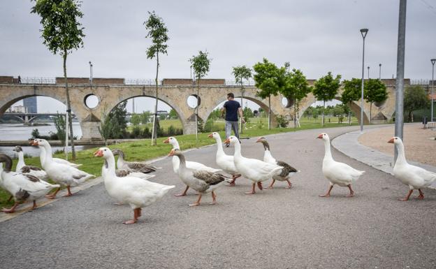 «Hay menos gansos que cuando se los llevaron»