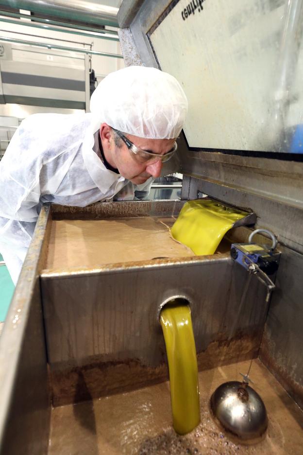 ¿Es mejor el aceite de secano o de regadío?: «La clave, la elaboración»