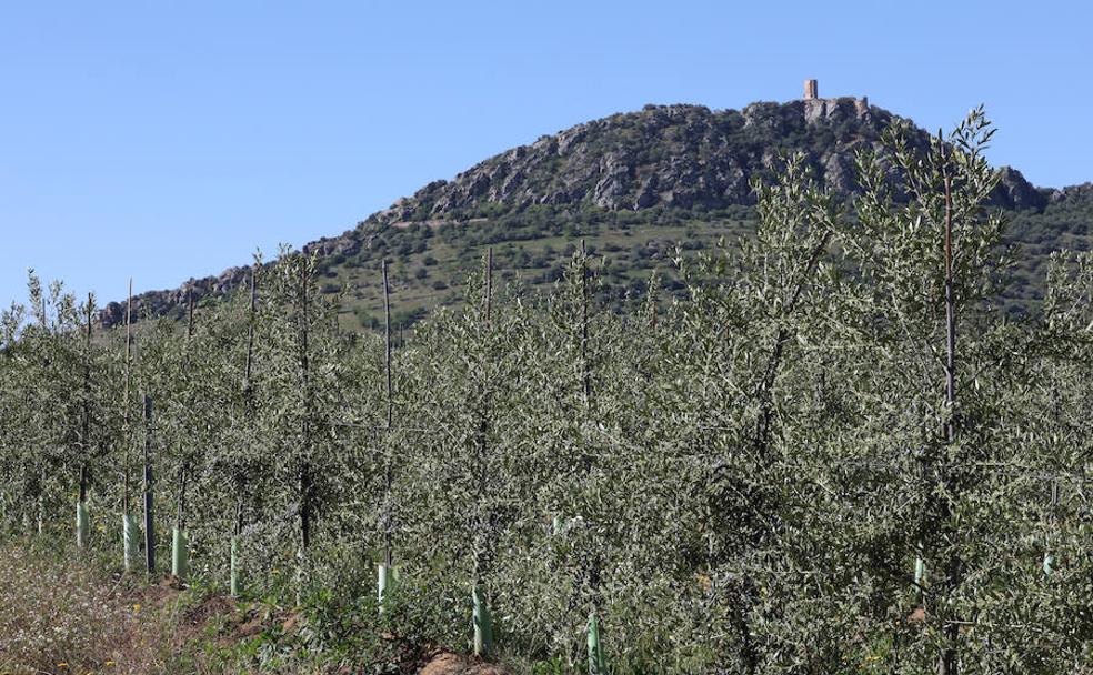 El olivar intensivo inunda Extremadura