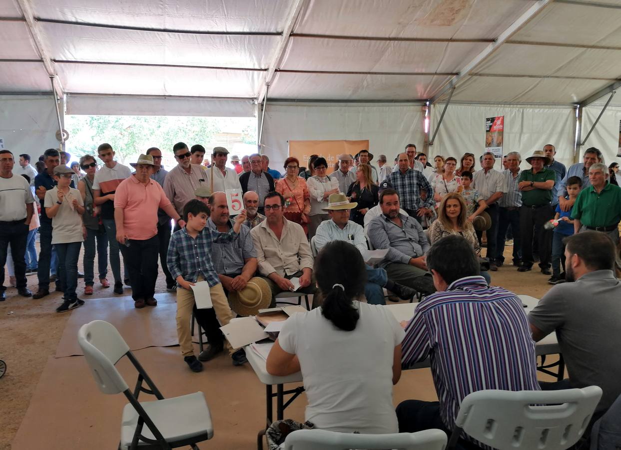 Feria de Mayo