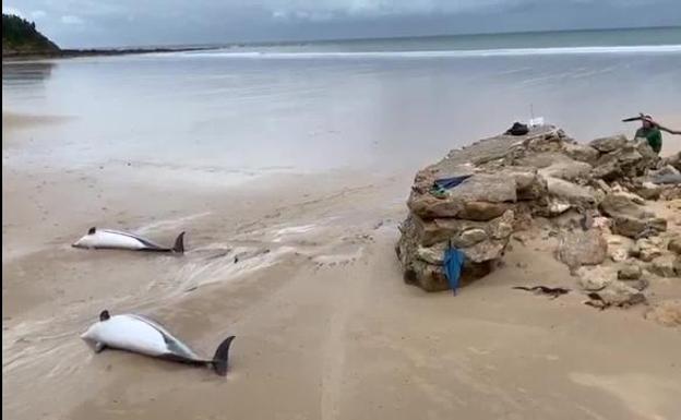 Aparecen 17 delfines varados en Cantabria, de los que 14 están muertos