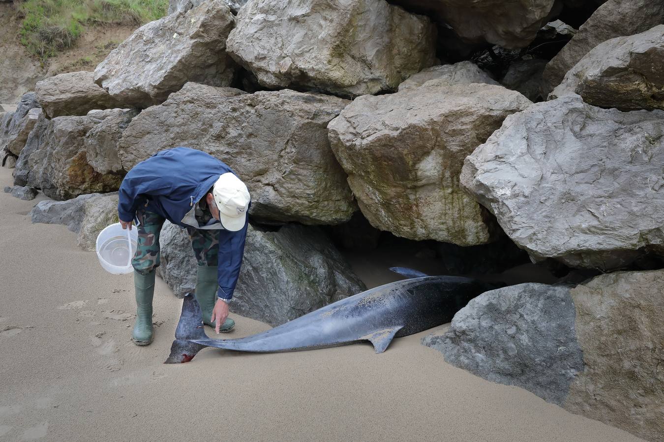 Aparecen 17 delfines varados en Oyambre