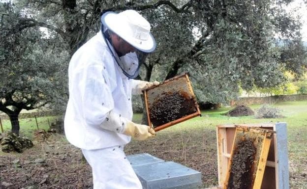 La producción en la región de miel de primavera será el 80 por ciento menor que en una campaña normal